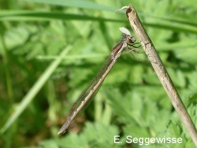 Gemeine Winterlibelle (Sympecma fusca)